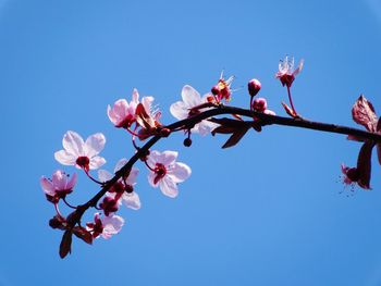Low angle view of cherry blossom against blue sky