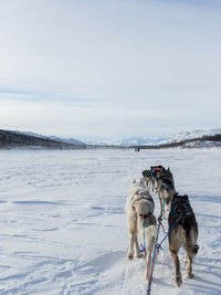 Dogs on snow covered landscape against sky