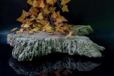 Close-up of damaged wood with autumn leaves on black background