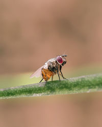 Close-up of fly