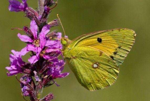 CLOSE-UP OF BUTTERFLY POLLINATING FLOWER