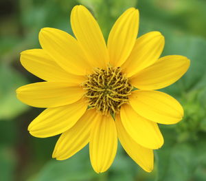 Close-up of yellow flower