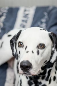 Close-up portrait of dog