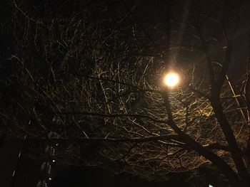 Low angle view of illuminated tree against sky at night