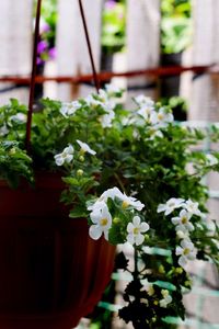 Close-up of potted plant in greenhouse