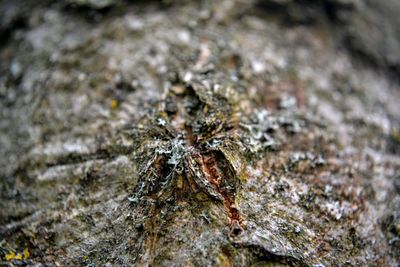 Close-up of insect