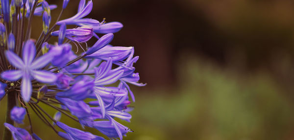 Close-up of purple flowering plant