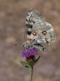 Close-up of butterfly pollinating on purple flower