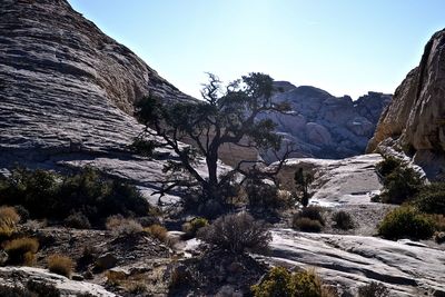 Low angle view of trees against sky