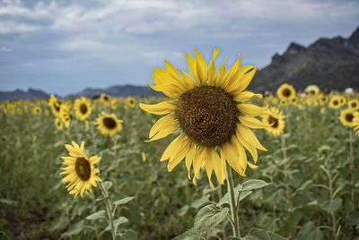 Close-up of sunflower on field