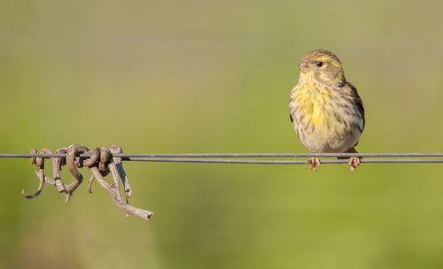 Common greenfinch on wire