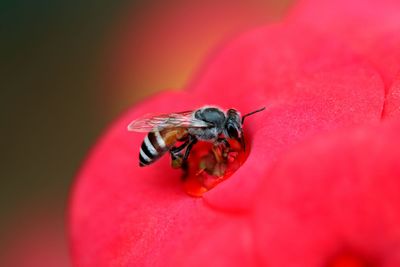 Close-up of insect pollinating on red flower