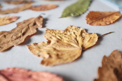 Close-up of leaves on marble