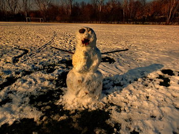 Dog on snow during winter