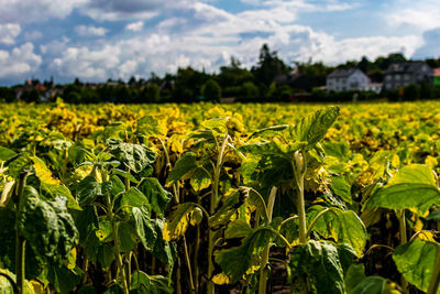 Scenic view of sunflower field against sky