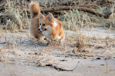 View of dog running