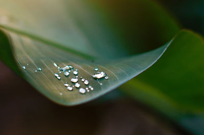 Close-up of water drop on leaf