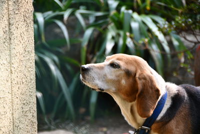 Close-up of dog looking away