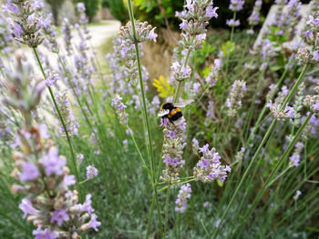 Bee pollinating on purple flowering plant