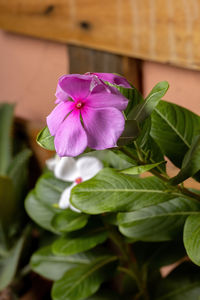 Close-up of pink flowering plant