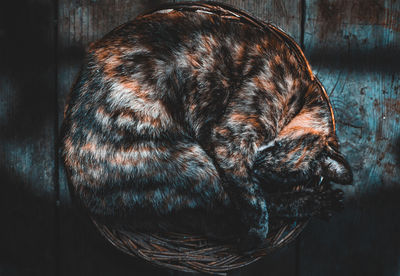 Close-up of dog sleeping in basket