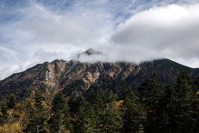 Scenic view of pine trees against sky