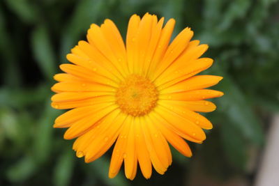 Macro shot of water drops on yellow flower