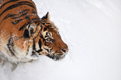 Close-up of tiger during winter