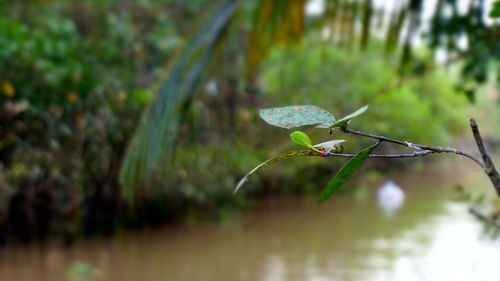 Close-up of wet plant on land