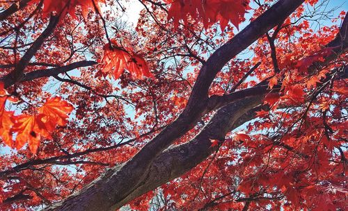 Low angle view of trees