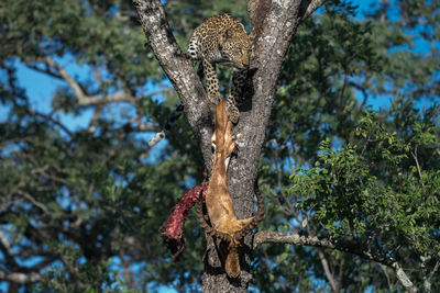 Low angle view of leopard with dead deer on tree