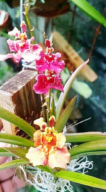 CLOSE-UP OF FLOWERS BLOOMING