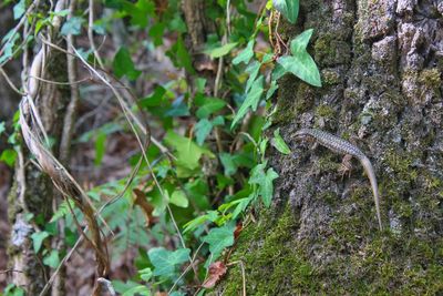 Close-up of lizard on plants in forest