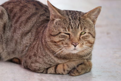 Close-up of cat resting