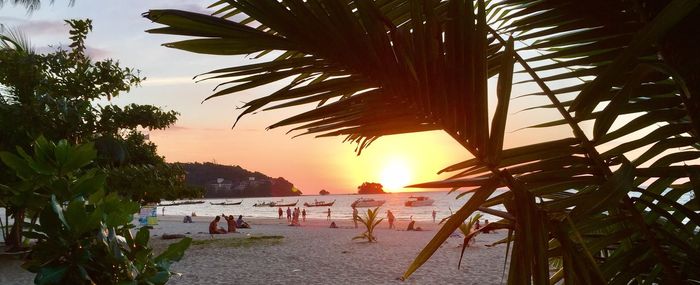 Palm trees on beach at sunset