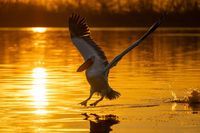 Bird flying over lake