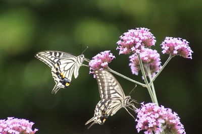 Close-up of butterfly pollinating on purple flower