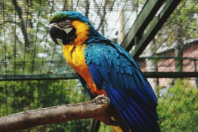 Close-up of parrot perching on tree