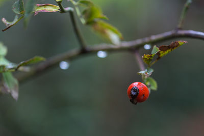 Close-up of red berries on tree