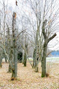 Bare trees on field during autumn