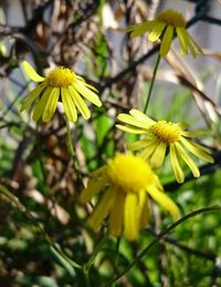 Close-up of yellow flowers