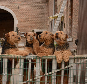 Airedale terrier rearing up on fence at back yard