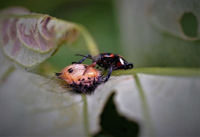 Close-up of insect on leaf