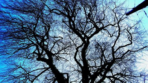 Low angle view of bare trees against blue sky