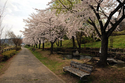 View of cherry blossom trees on field