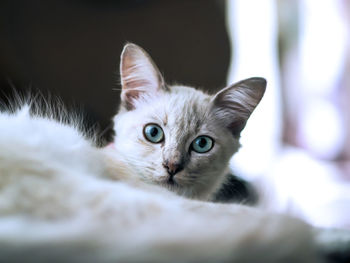 Close-up portrait of white cat