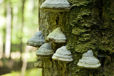 Close-up of mushroom on tree trunk