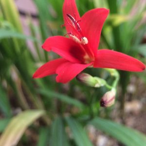 Close-up of red flower