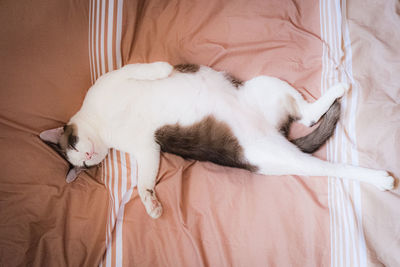 Thai adorable cat in brown and white tone lay down on bed. look like lazy pretty pet feline.