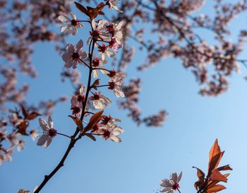 Low angle view of cherry blossoms against sky